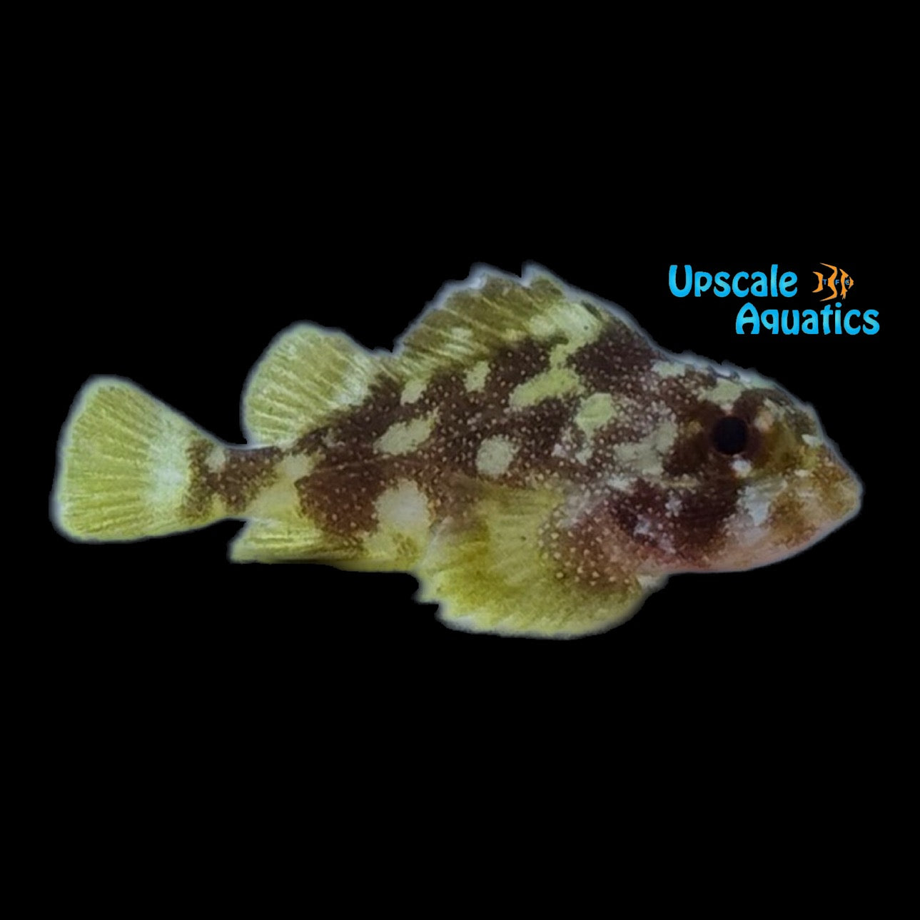 Yellow Spotted Scorpionfish (Sebastapistes cyanostigma) – Upscale Aquatics
