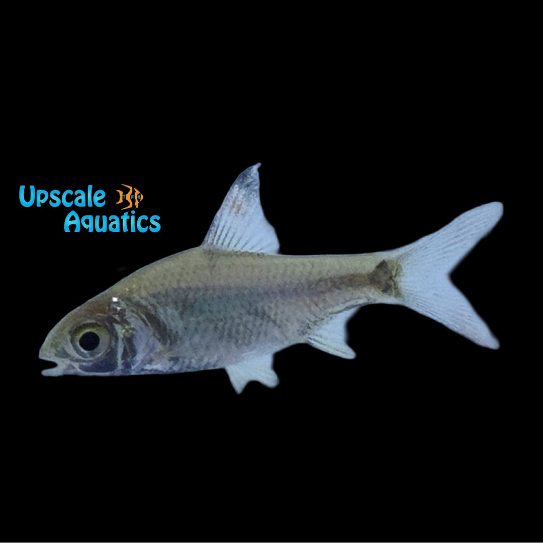 Tinfoil Barb (Barbonymus altus)