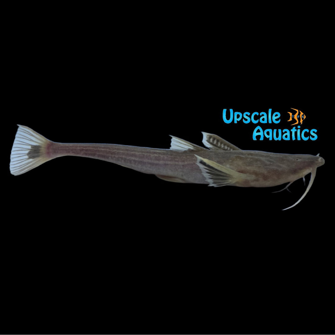 Shark Banjo Catfish (Xyliphius cf. lepturus)