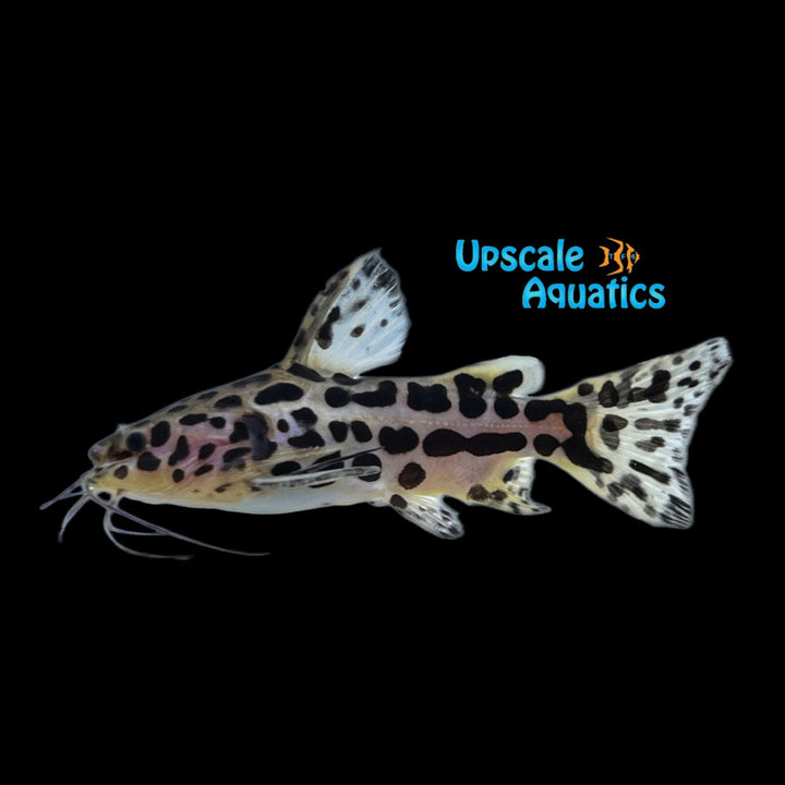 Jaguar Catfish (Liosomadoras oncinus)