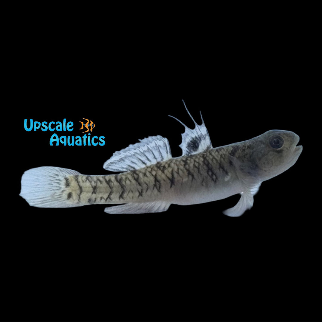Yellowstripe Goby (Mugilogobius chulae)