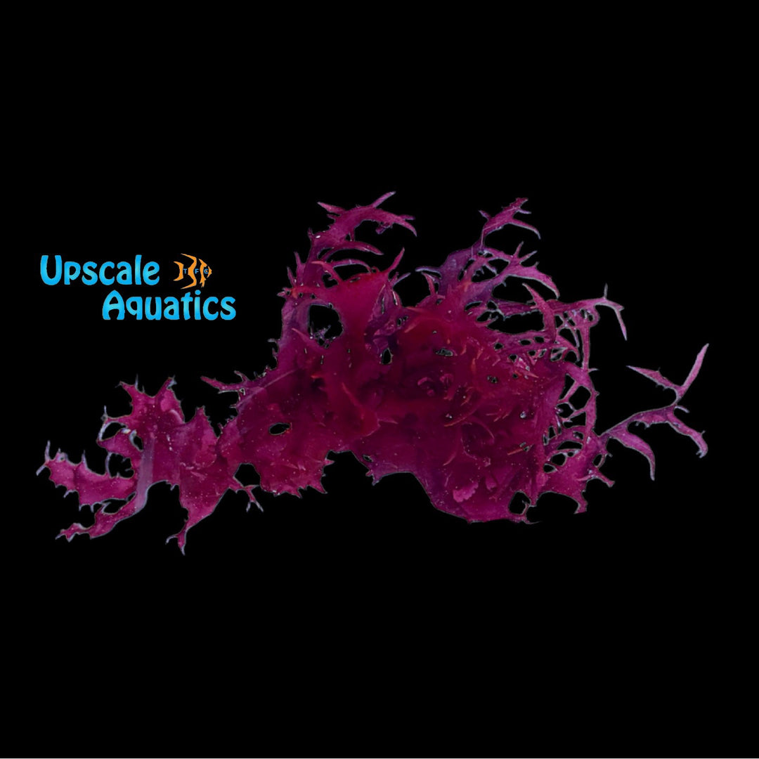 Dragon's Breath Macroalgae (Halymenia durvillei)