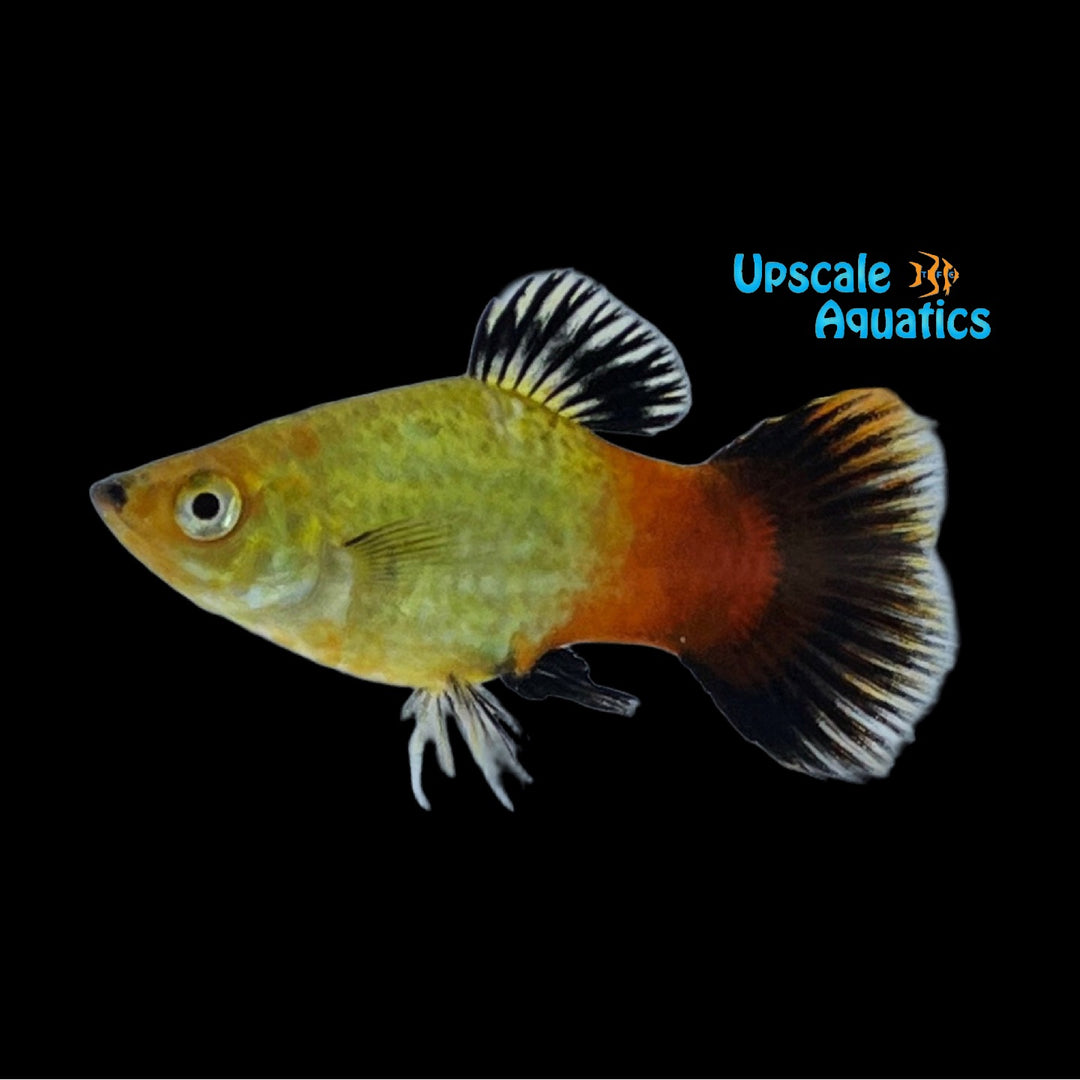 Rainbow Wag Platy (Xiphophorus maculatus)