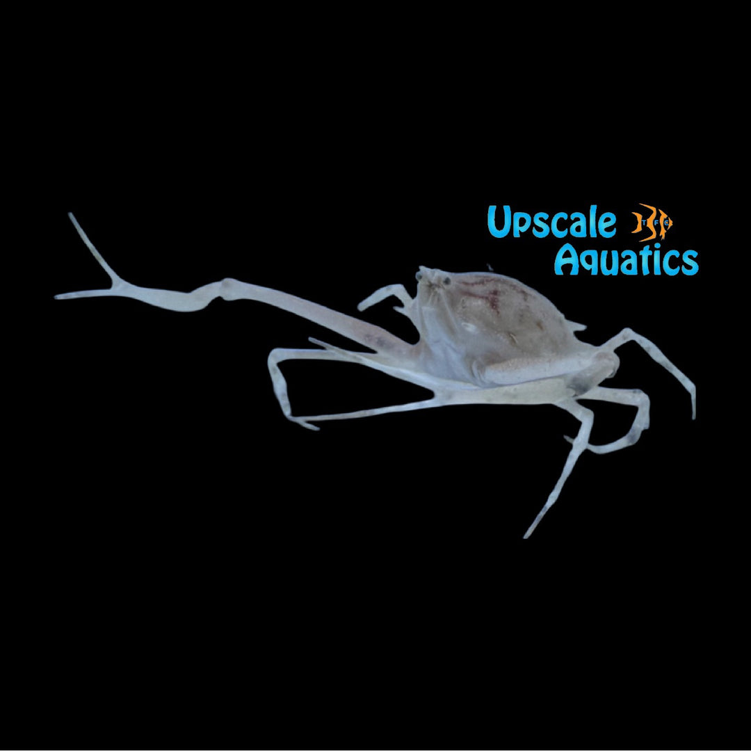 Fleeting Purse Crab (Myra fugax)