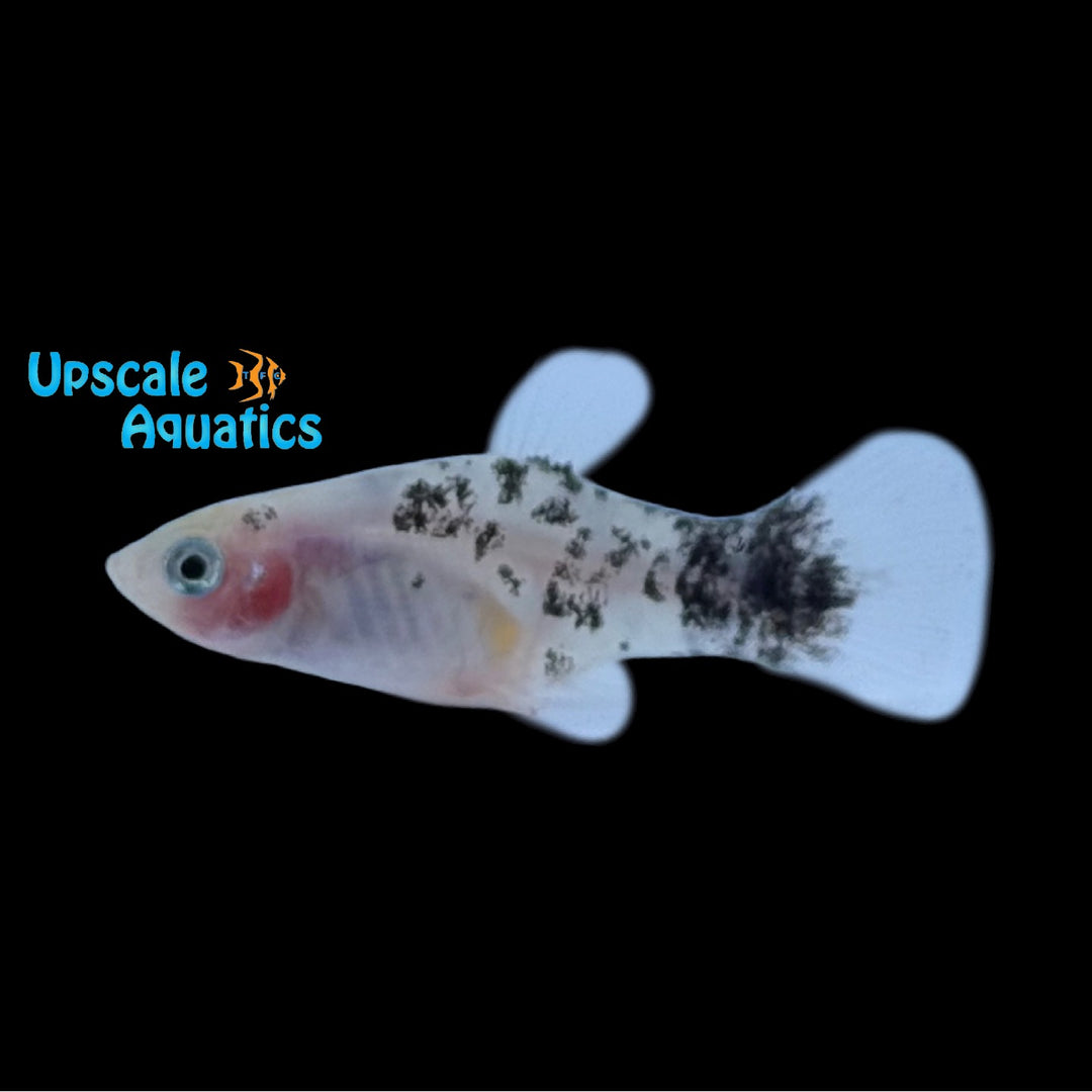 Salt & Pepper Platy (Xiphophorus maculatus)