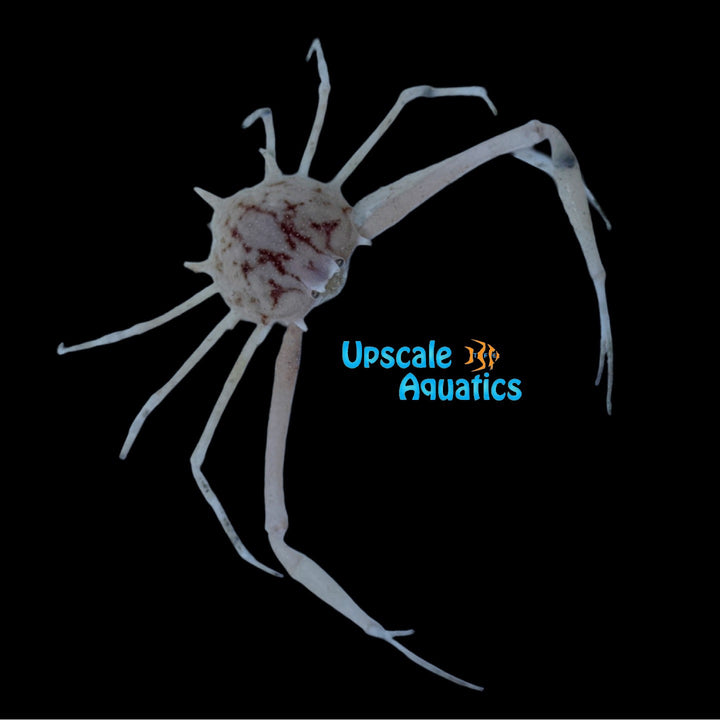 Fleeting Purse Crab (Myra fugax)