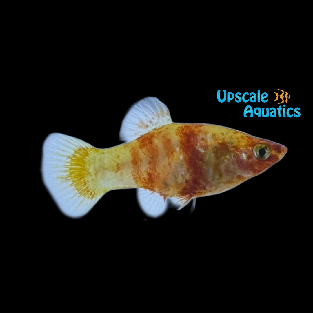 Red Tiger Platy (Xiphophorus maculatus)