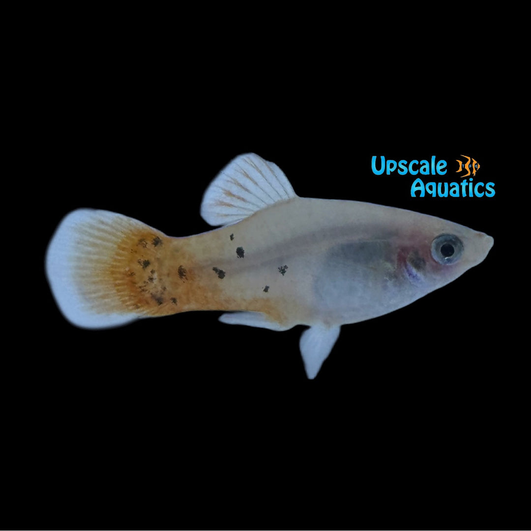 Redtail Dalmatian Platy (Xiphophorus maculatus)