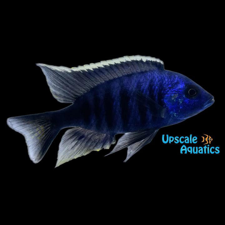 Azureus Hap (Copadichromis azureus)