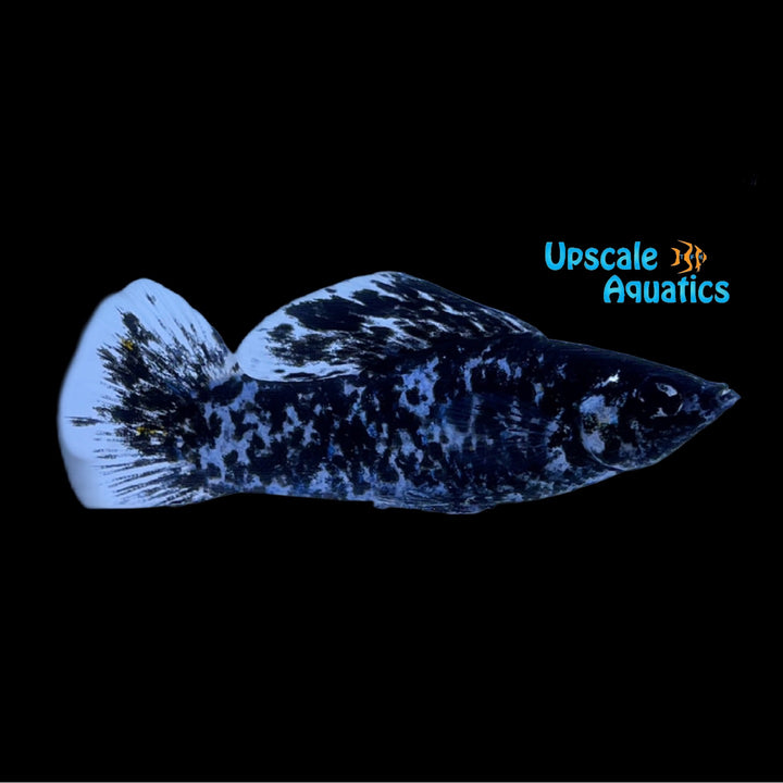 Marbled Sailfin Molly (Poecilia latipinna)