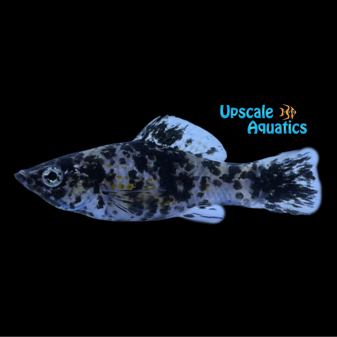 Marbled Sailfin Molly (Poecilia latipinna)