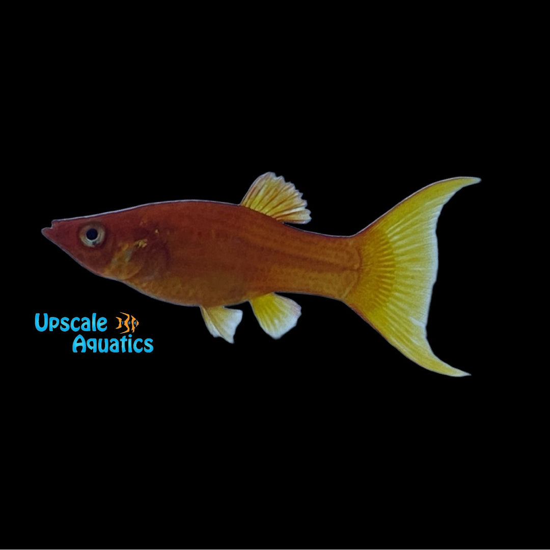 Red Lyretail Molly (Poecilia latipinna)