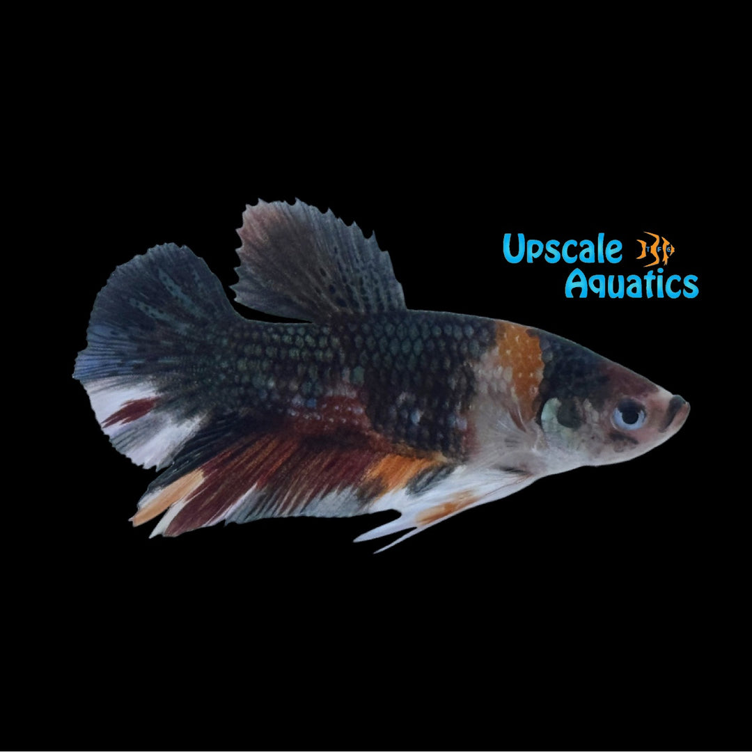 Emerald Green Koi Plakat Betta - Male (Betta splendens)