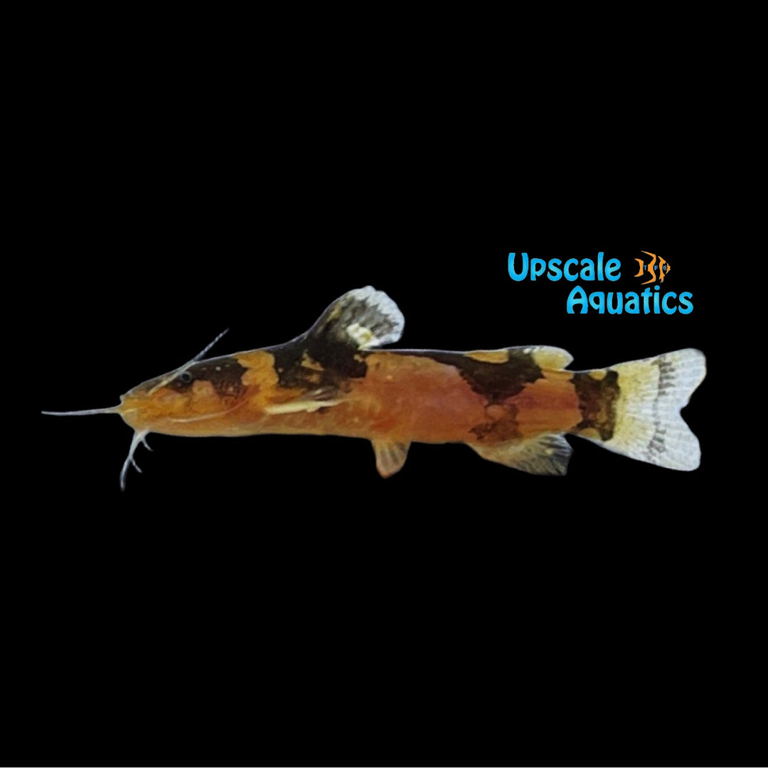 South American Bumblebee Catfish (Microglanis inheringi)