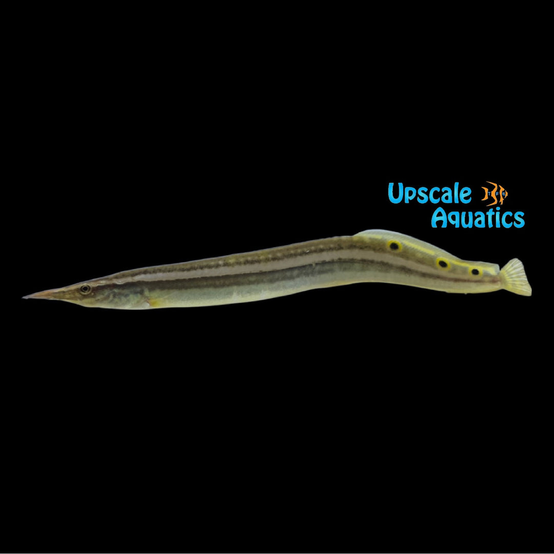 Striped Peacock Eel (Macrognathus aculeatus)