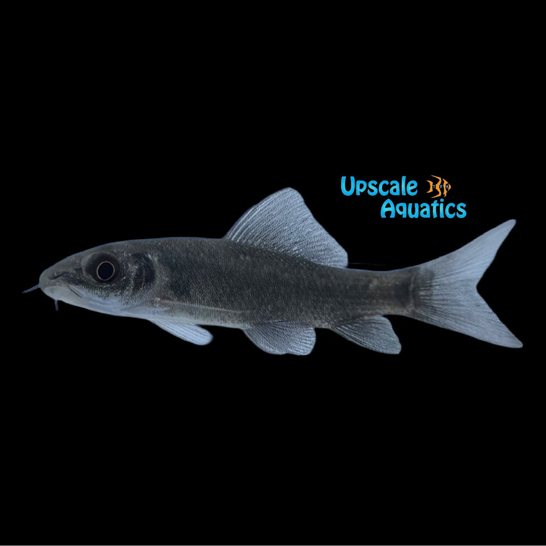 Indian Black Shark (Labeo calbasu)