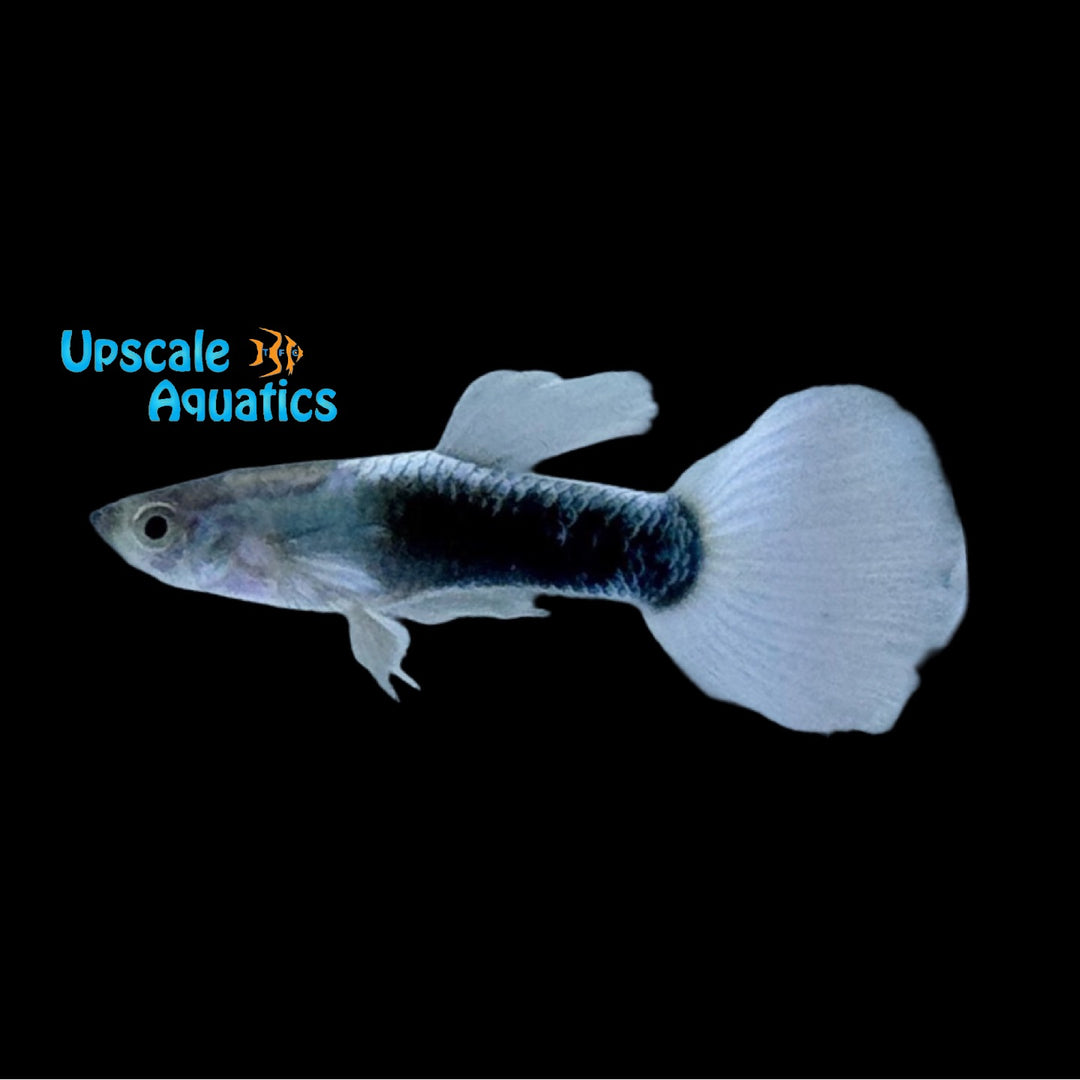 White Tuxedo Guppy (Poecilia reticulata)