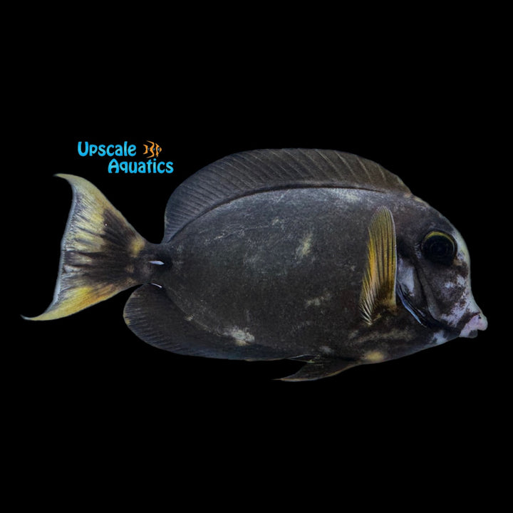 Aberrant Chocolate Tang (Acanthurus pyroferus)