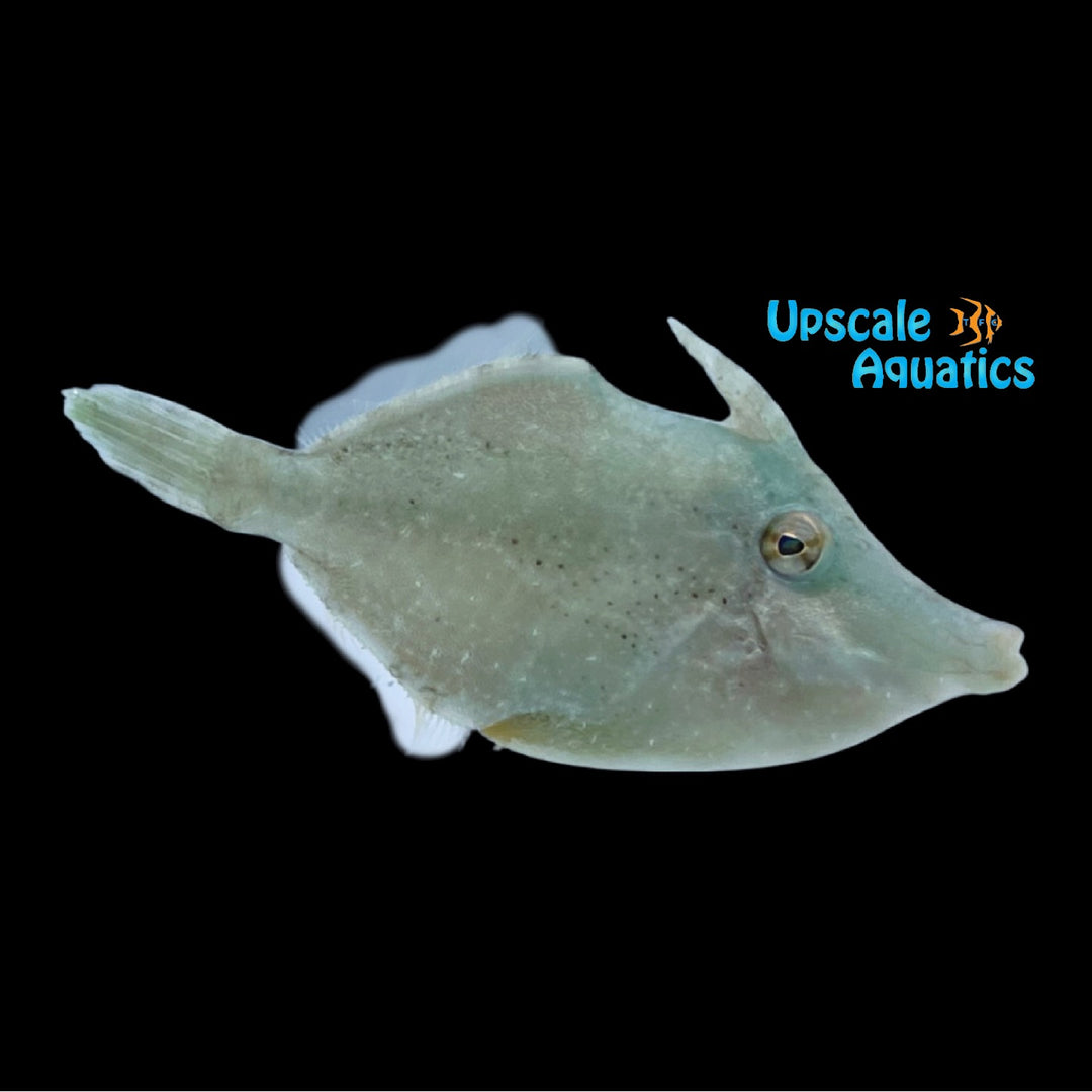 Green Atlantic Filefish (Acanthaluterus spilomelanura)