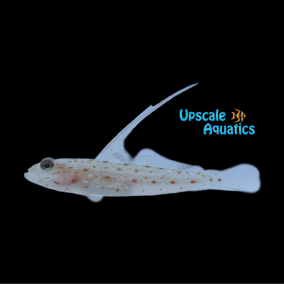 Tangaroan Shrimp Goby (Ctenogobiops tangaroai)