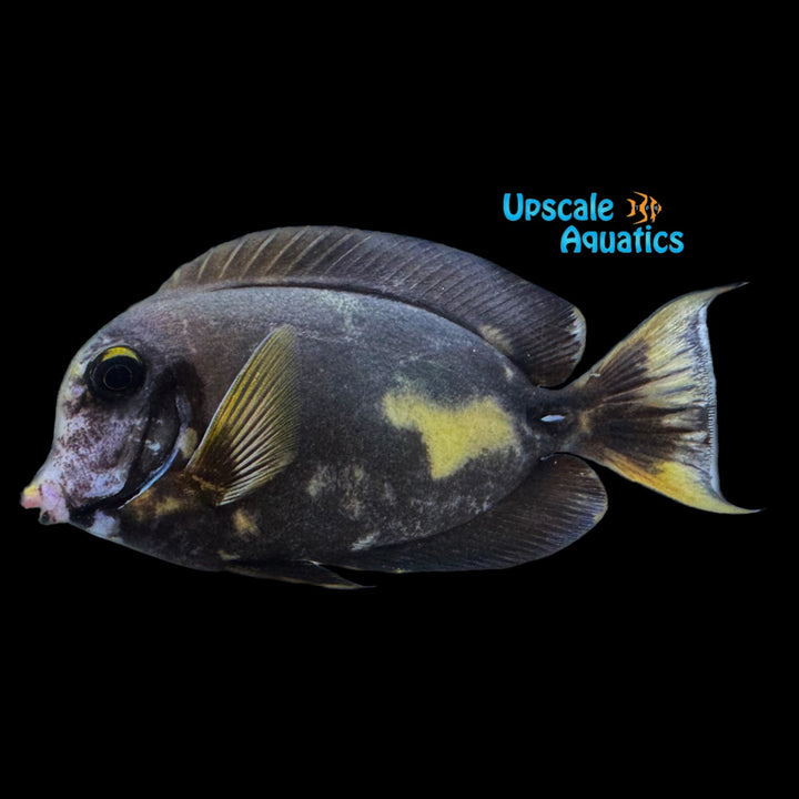 Aberrant Chocolate Tang (Acanthurus pyroferus)