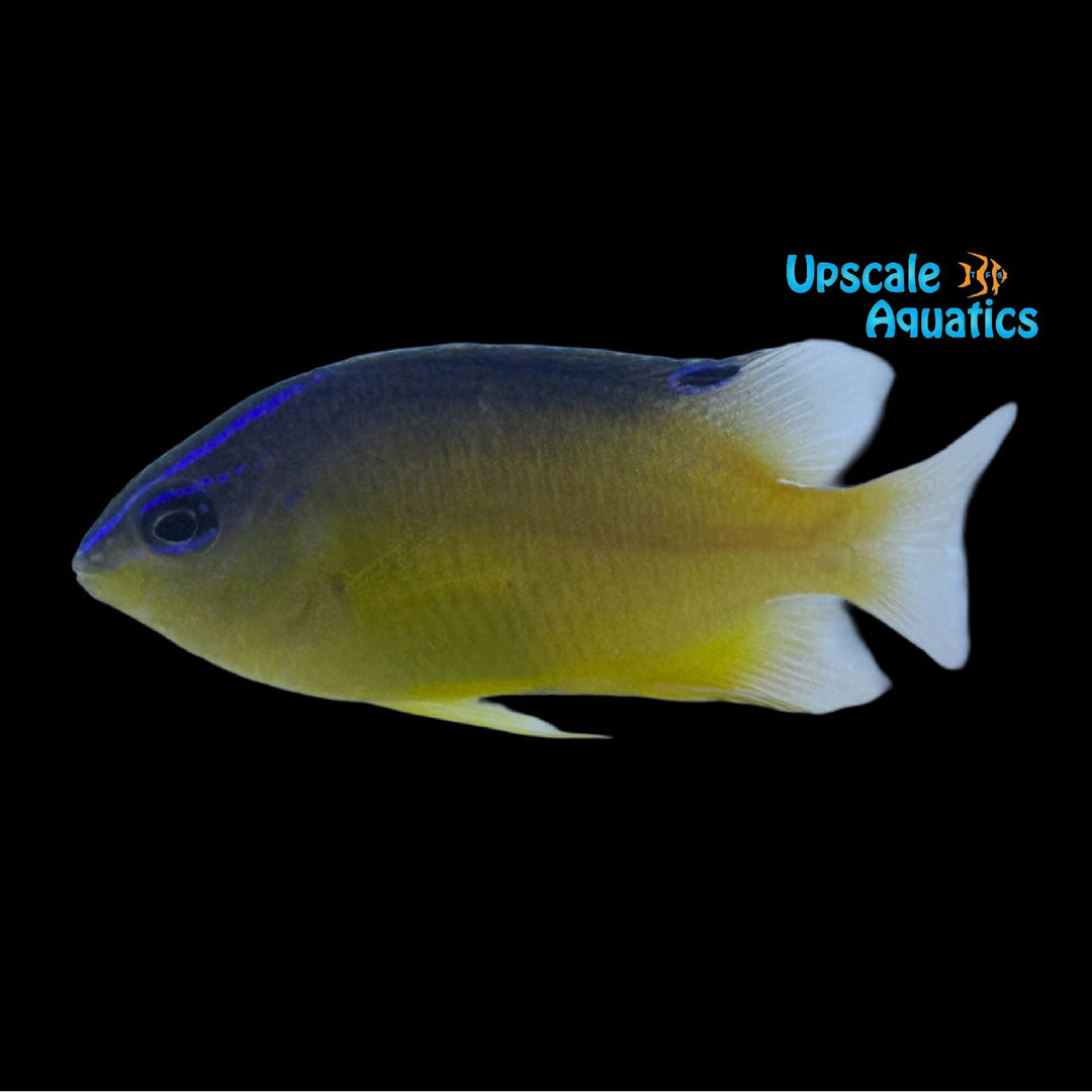 Beaugregory Damsel (Stegastes leucostictus)