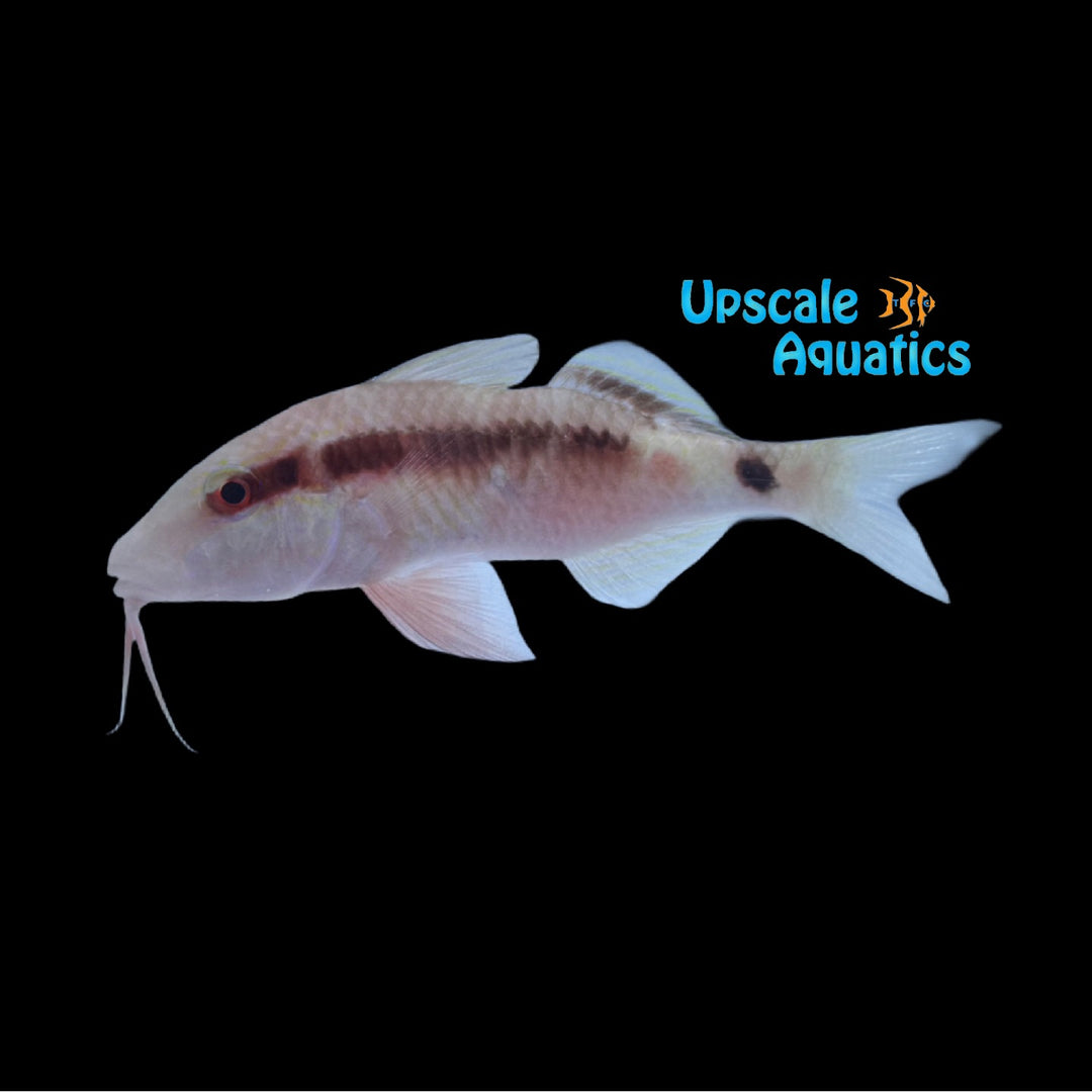 Yellow Back Goatfish (Parupeneus barberinus)