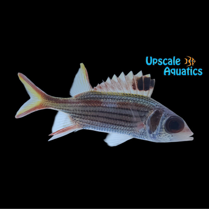 Bloodspot Squirrelfish (Neoniphon sammara)