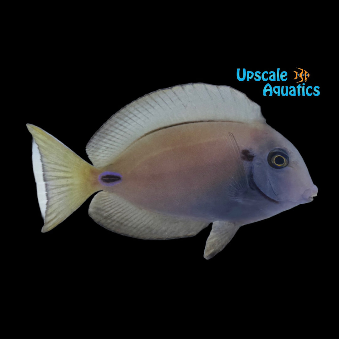 Lieutenant Tang (Acanthurus tennenti)