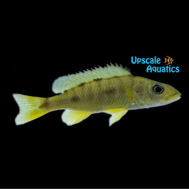 Three Spot Torpedo Cichlid (Exochochromis anagenys)