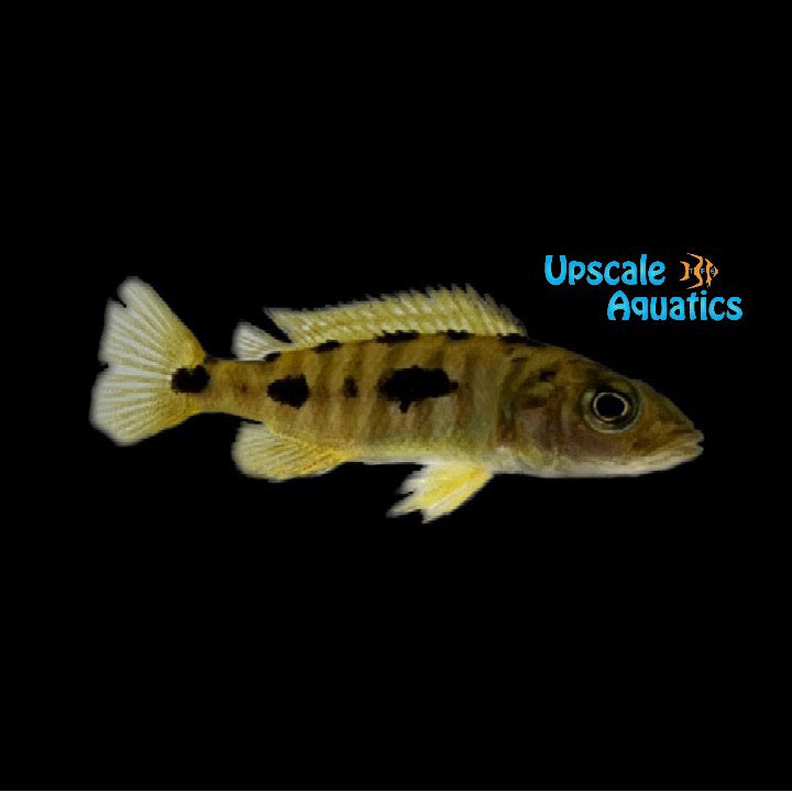 Three Spot Torpedo Cichlid (Exochochromis anagenys)
