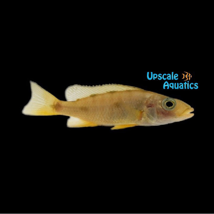 Three Spot Torpedo Cichlid (Exochochromis anagenys)