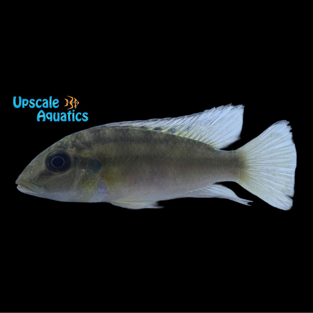 Gunther's Mouthbrooder Cichlid (Chromidotilapia guntheri)