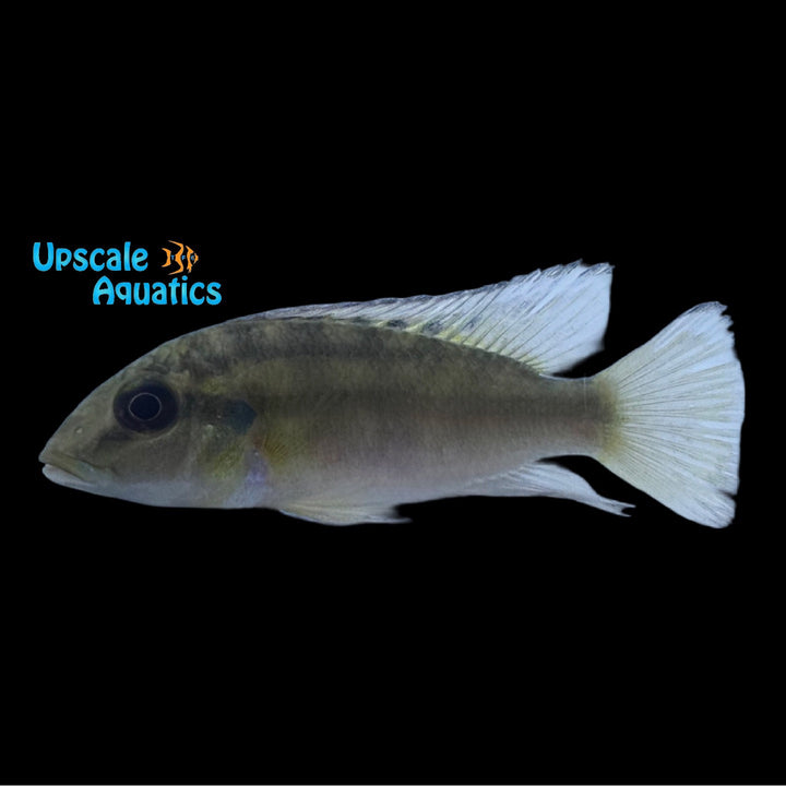 Gunther's Mouthbrooder Cichlid (Chromidotilapia guntheri)