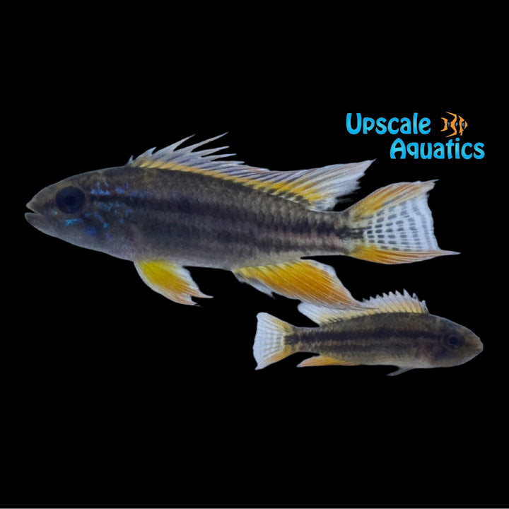 Apisto. Bitaeniata 'Red Back' (Apistogramma bitaeniata 'Red Back')