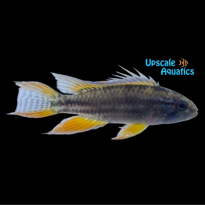 Apisto. Bitaeniata 'Red Back' (Apistogramma bitaeniata 'Red Back')