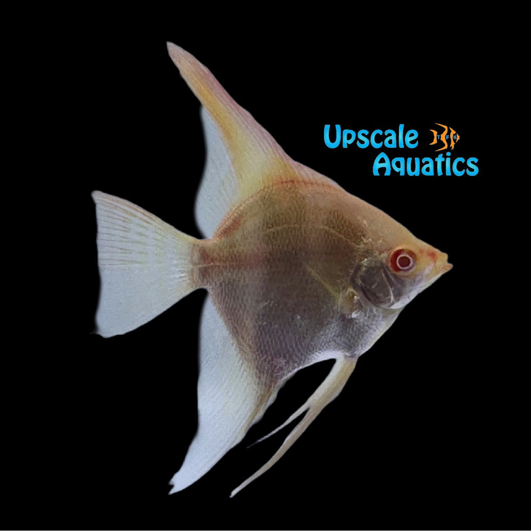 Albino Redback Manacapuru Angelfish (Pterophyllum scalare manacapuru)