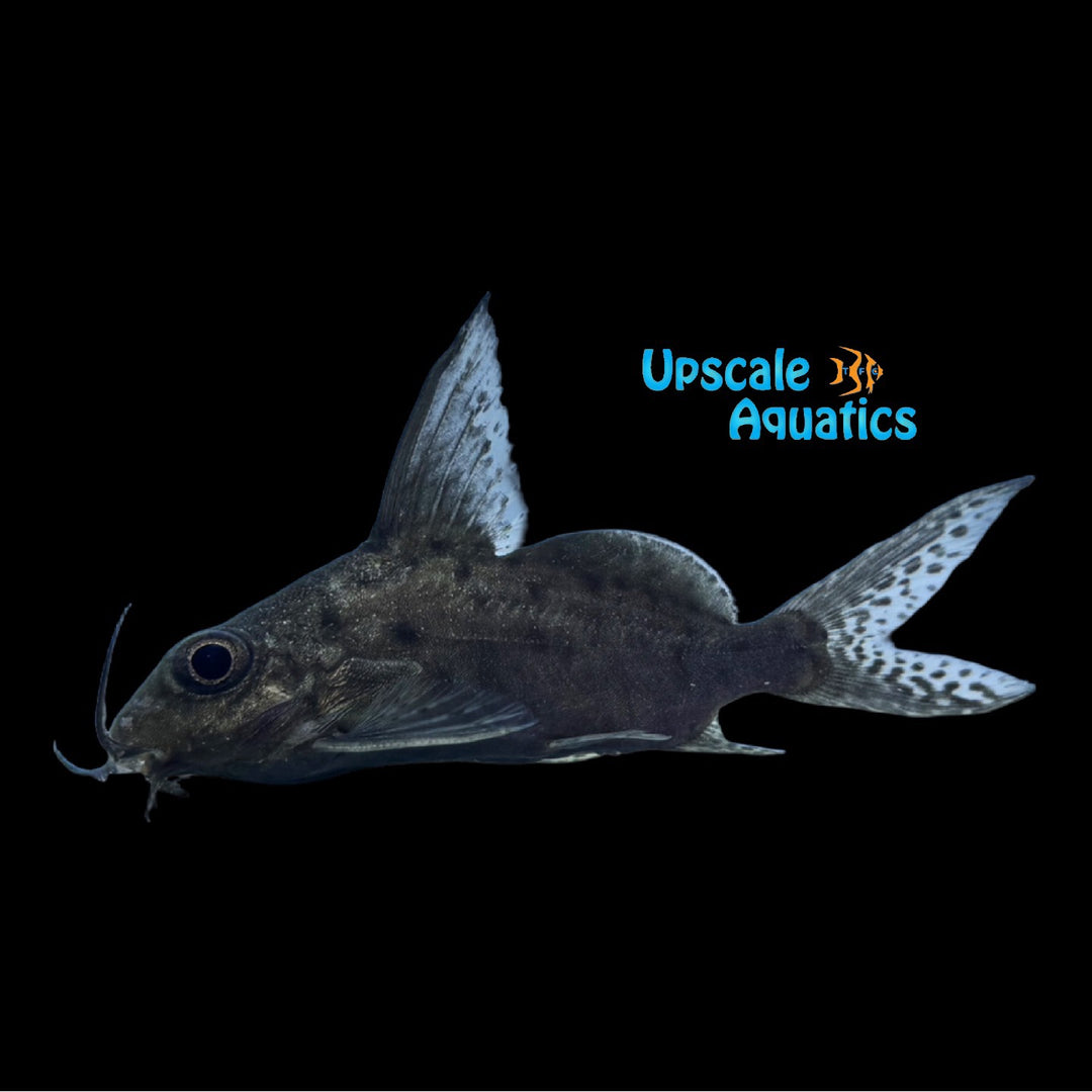 Synodontis Resupinata (Synodontis resupinata)