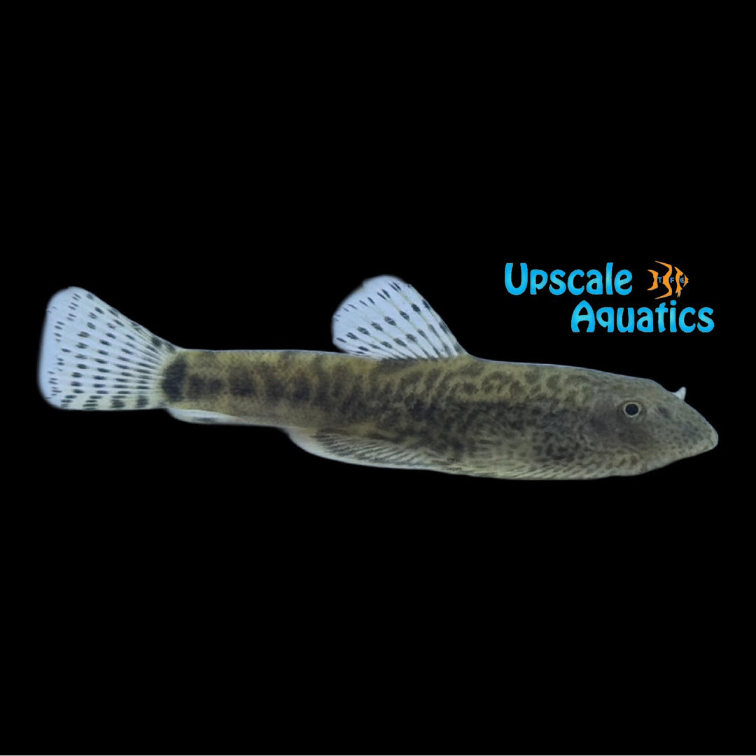 Hue Hillstream Loach (Sewellia sp. SEW02)