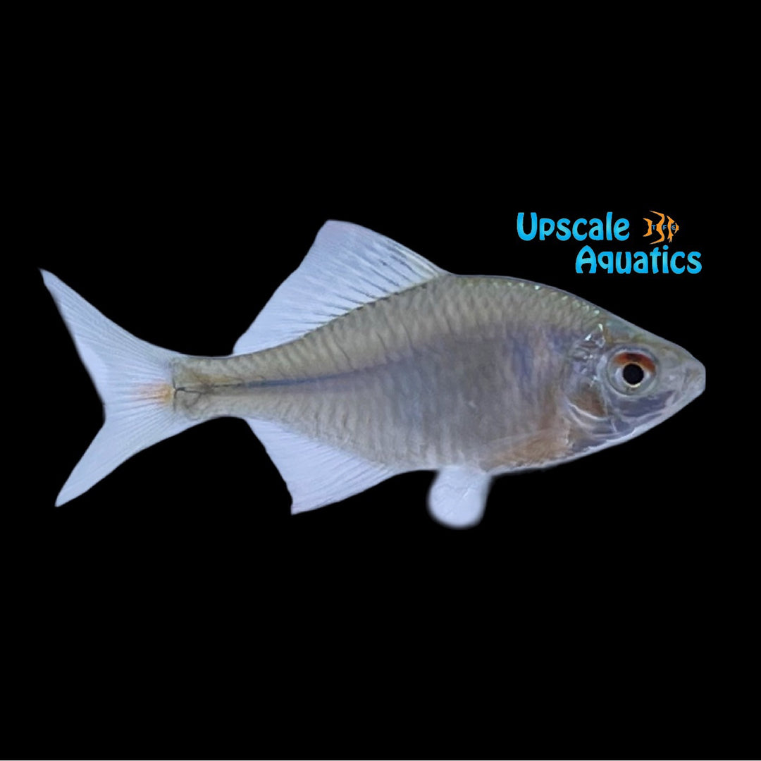 Rosy Bitterling (Rhodeus ocellatus)