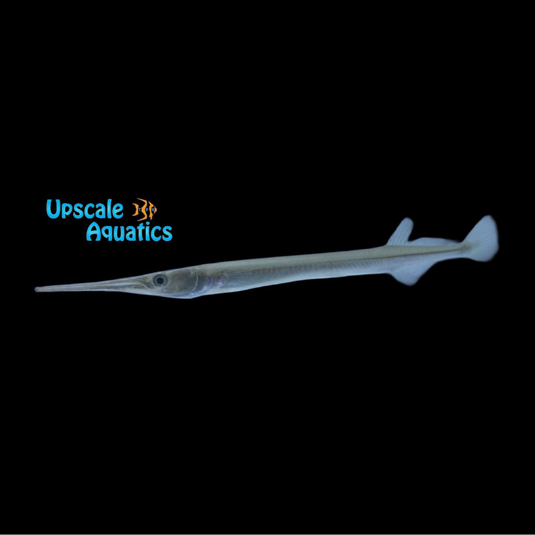 Asian Freshwater Needlefish (Xenentodon cancila)