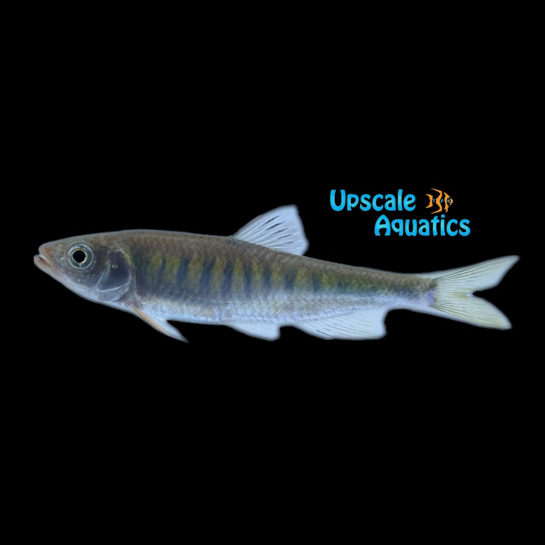 Pale Chub (Zacco platypus)