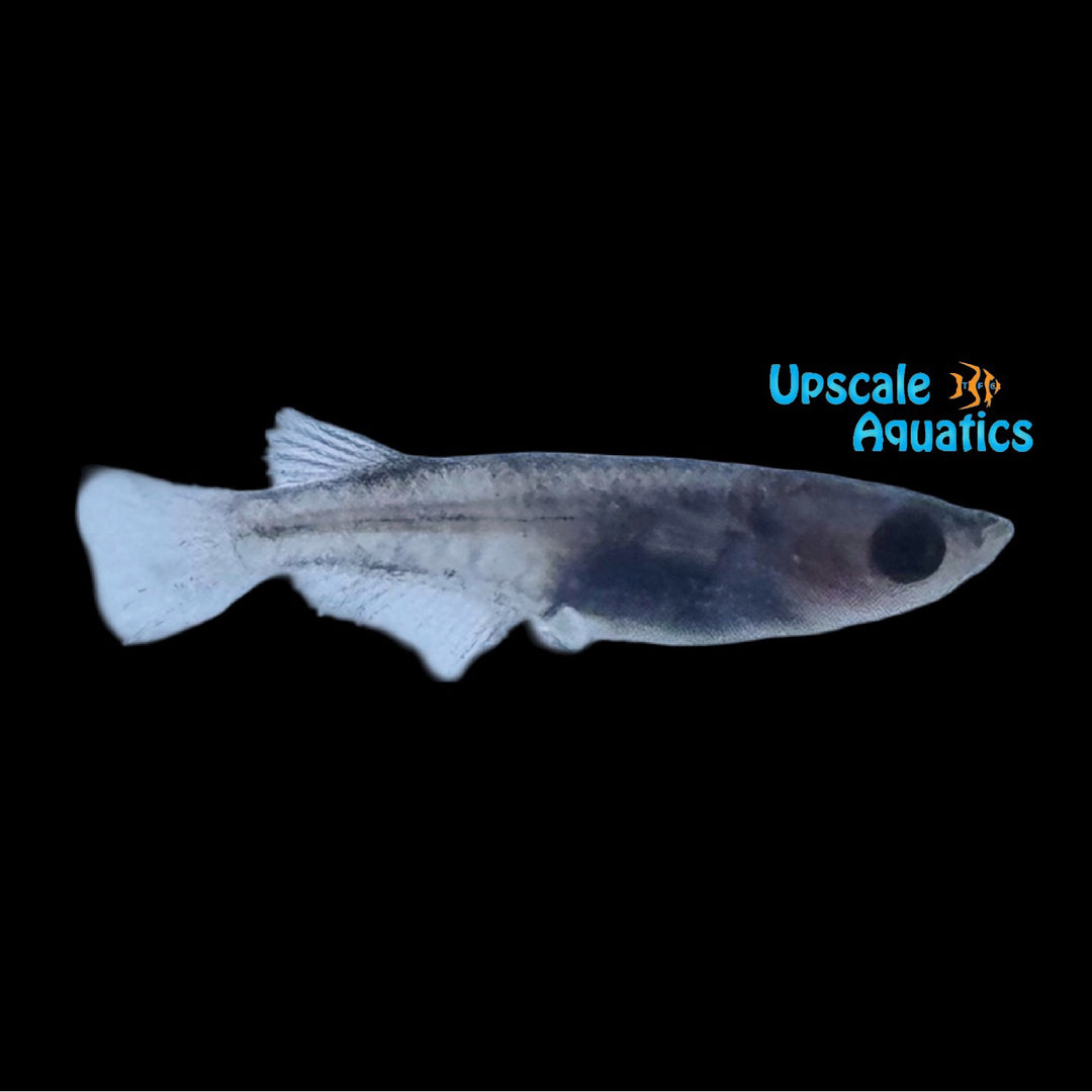 Wazumi Longfin Medaka Ricefish (Oryzias latipes)