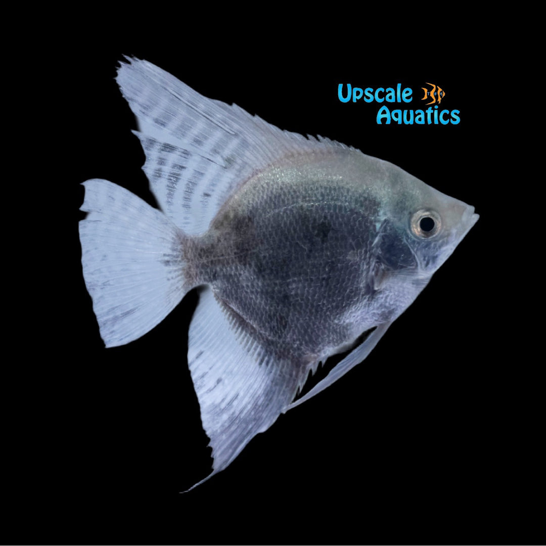 Smokey Blue Angelfish (Pterophyllum scalare)
