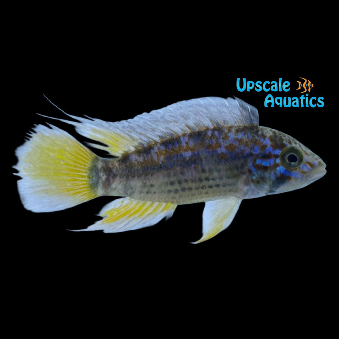 Papagayo Apisto. (Apistogramma sp. ortegai 'Papagayo)