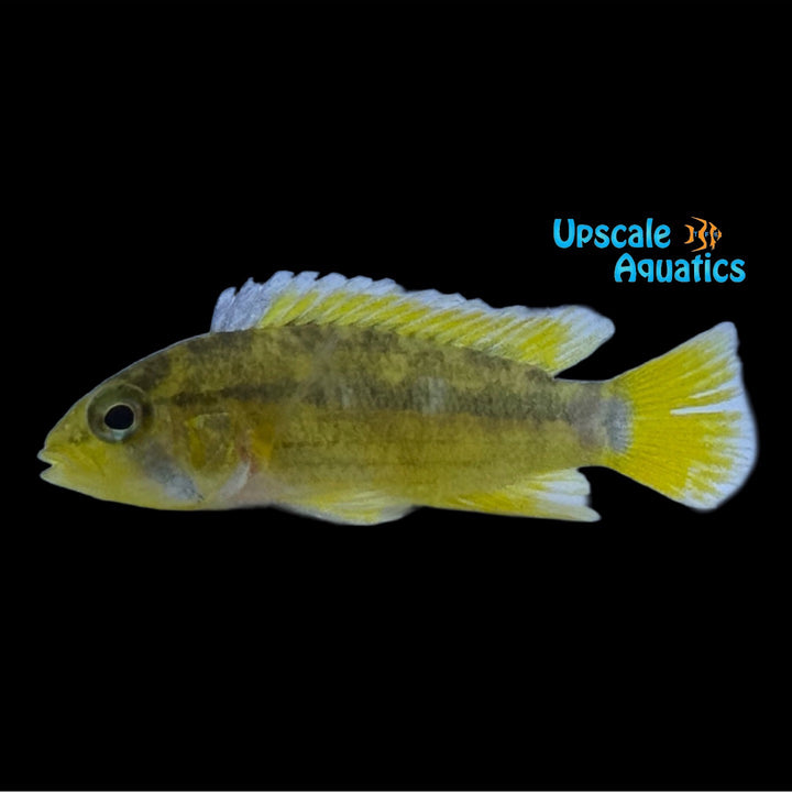 Papagayo Apisto. (Apistogramma sp. ortegai 'Papagayo)