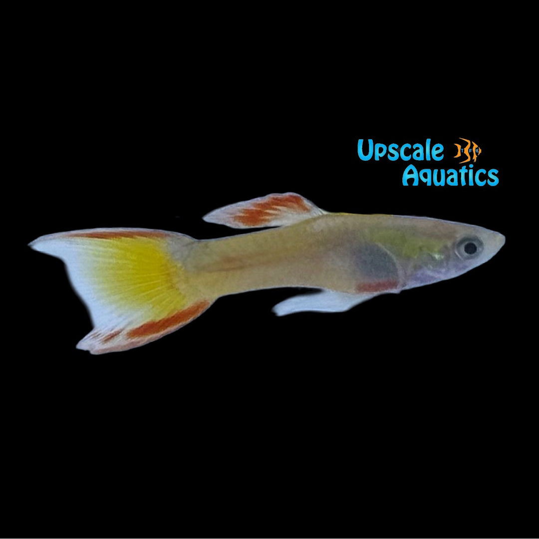 Sunset Endler's Livebearer (Poecilia wingei)