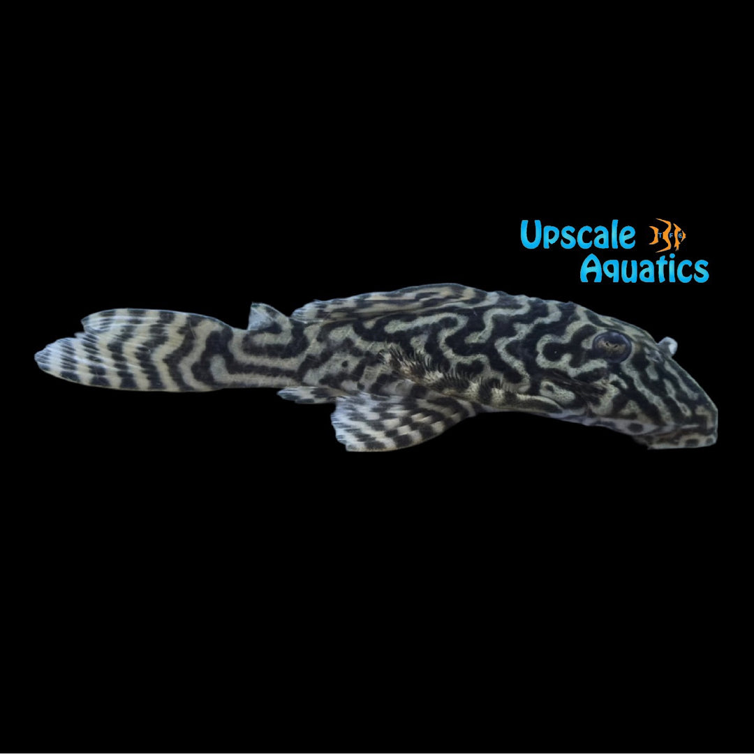 White King Tiger Pleco L333 (Hypancistrus sp.)