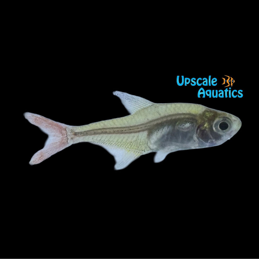 Całypso Tetra (Hyphessobrycon axelrodi)