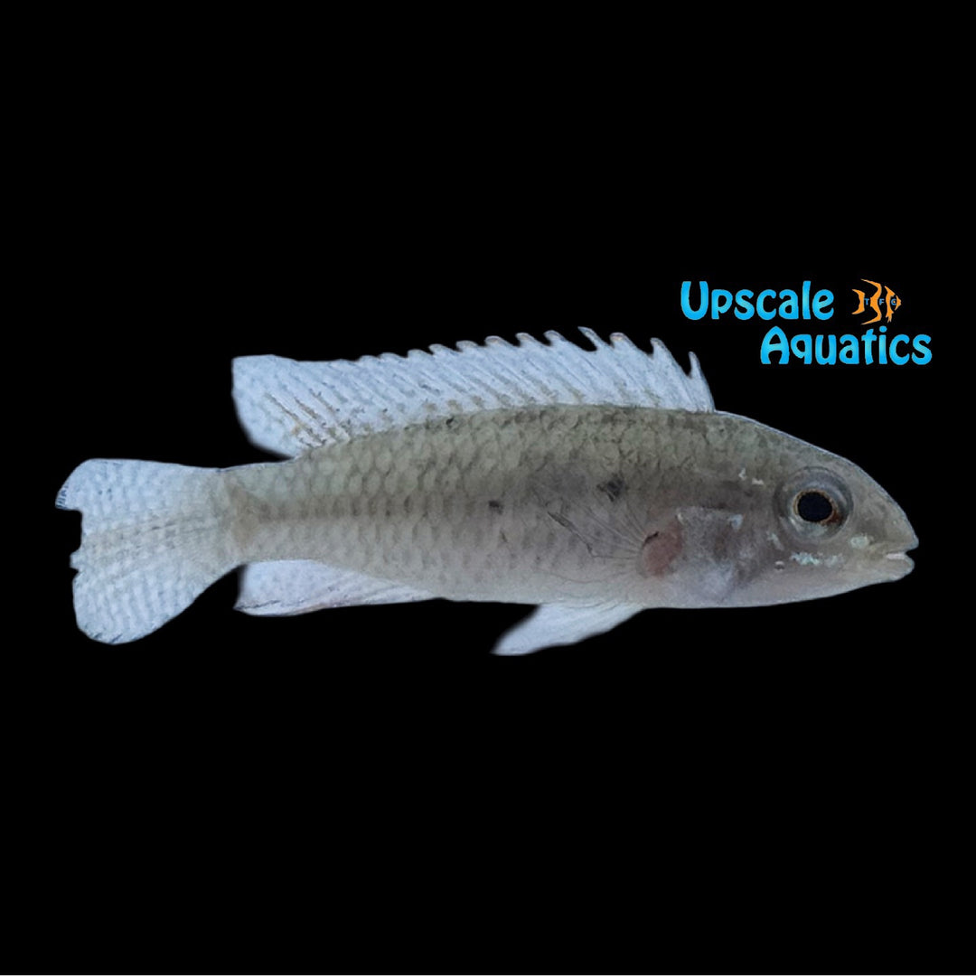 Apisto. Iniridae (Apistogramma iniridae)